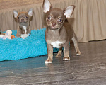 Собаки в Москве: Шоколадный чихуахуа Мальчик, 39 000 руб. - фото 1