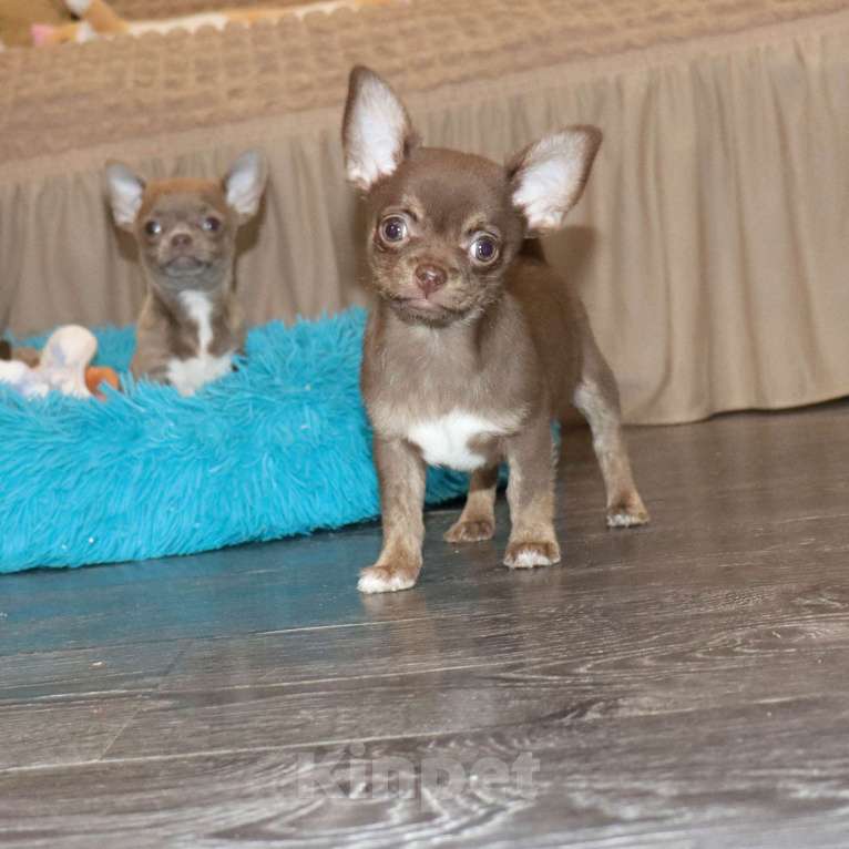 Собаки в Москве: Шоколадный чихуахуа Мальчик, 39 000 руб. - фото 1
