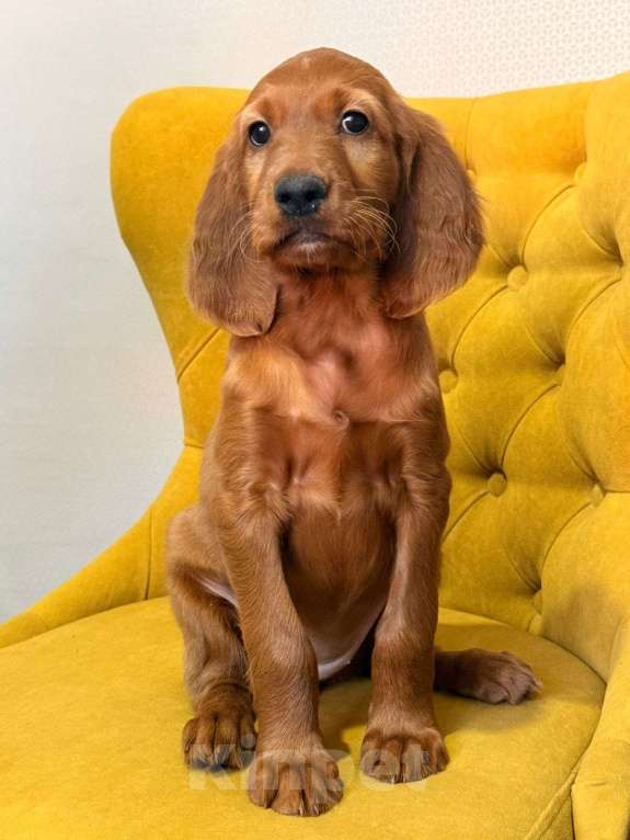 Собаки в Москве: Щенки ирландского сеттера Мальчик, Бесплатно - фото 1