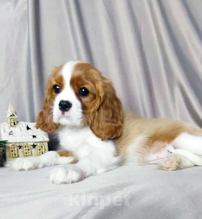 Собаки в Санкт-Петербурге: Красивая девочка кавалер Кинг Чарльз спаниель  Девочка, 150 000 руб. - фото 1