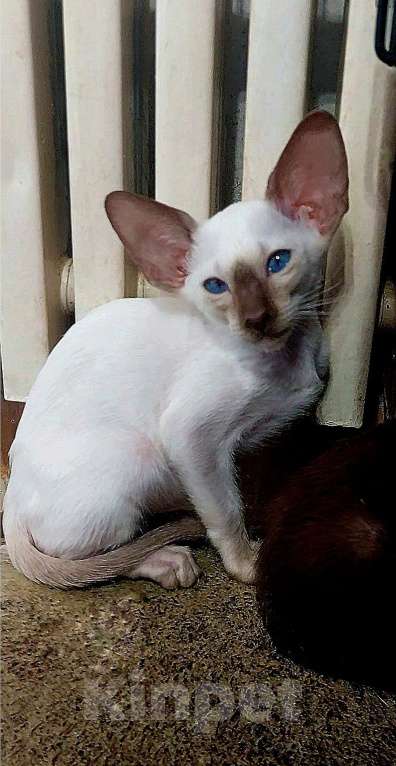 Кошки в Апрелевке: Шикарные ориентальные поинтовые котята котята Мальчик, Бесплатно - фото 7