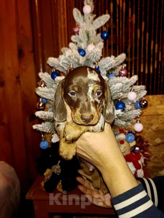 Собаки в других городах Московской области: Мраморный мальчик Мальчик, 90 000 руб. - фото 1