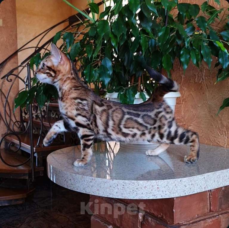 Кошки в Москве: Бенгальская девочка  Девочка, 60 000 руб. - фото 2