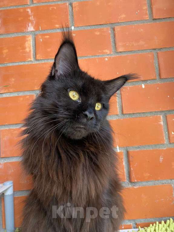 Кошки в Люберцах: Чистопородный Мейн Кун  Девочка, Бесплатно - фото 3