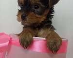 Собаки в Перми: Йорк, щенок девочка  Девочка, 25 000 руб. - фото 2