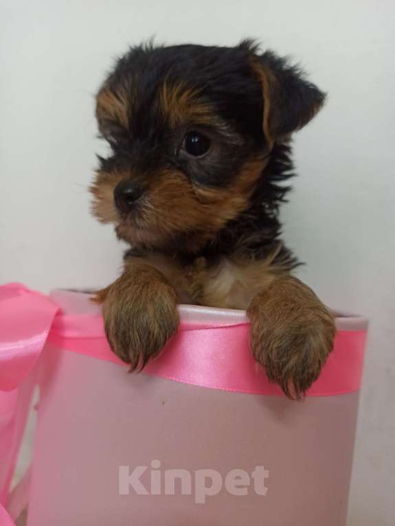 Собаки в Перми: Йорк, щенок девочка  Девочка, 25 000 руб. - фото 2