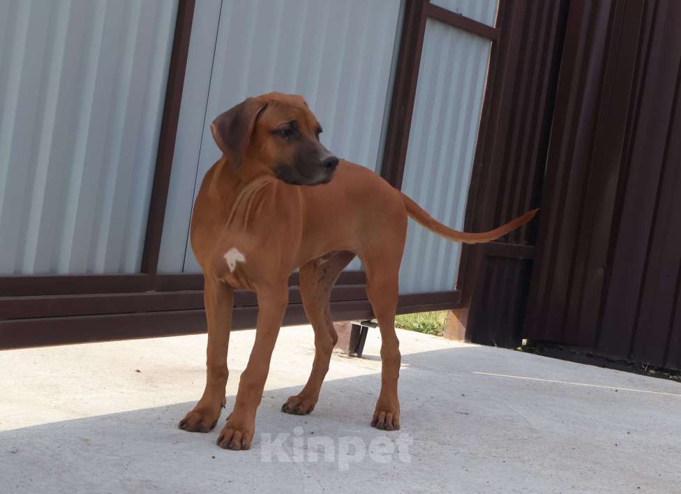 Собаки в Москве: Мальчик родезийского риджбека Мальчик, 60 000 руб. - фото 2