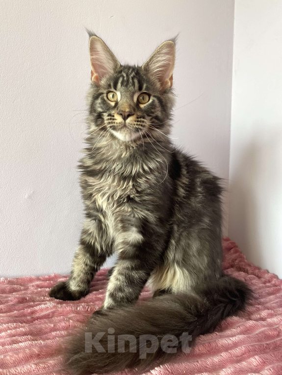 Кошки в Санкт-Петербурге: Мейн кун котенок мальчик Мальчик, 45 000 руб. - фото 1