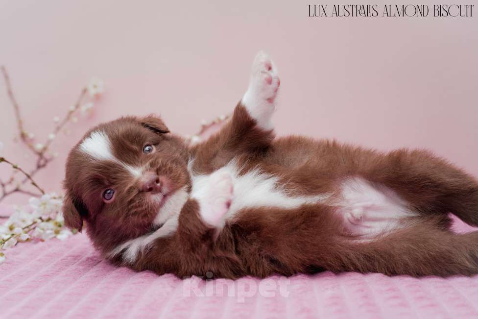 Собаки в Краснодаре: Щенок австралийской овчарки Мальчик, 100 000 руб. - фото 4