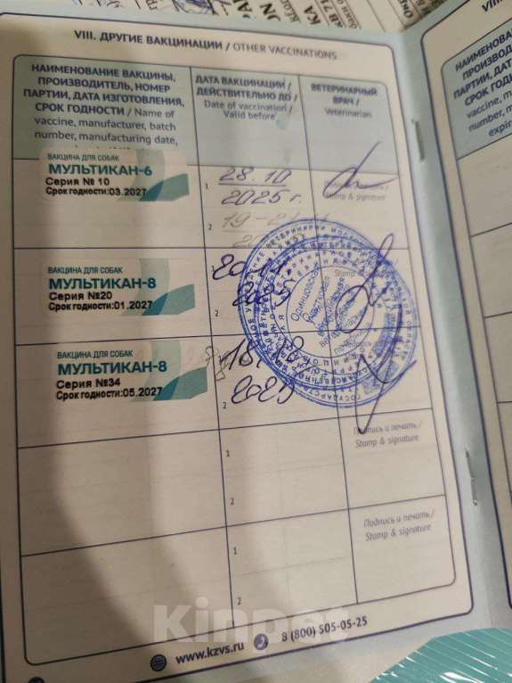 Собаки в других городах Московской области: Щенок золотистый ретривер  Мальчик, 80 000 руб. - фото 9