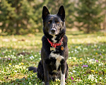 Собаки в Москве: СОБАКА СЕВА ЖДЕТ СЕМЬЮ 5 ЛЕТ Мальчик, Бесплатно - фото 3