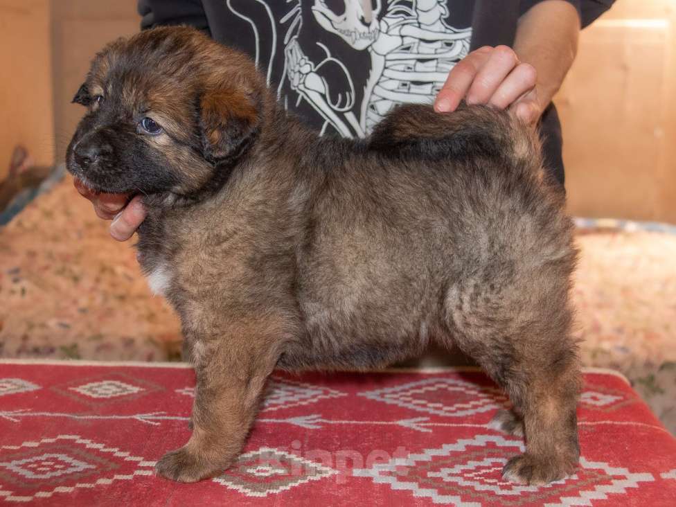 Собаки в Москве: Булка Девочка, Бесплатно - фото 9