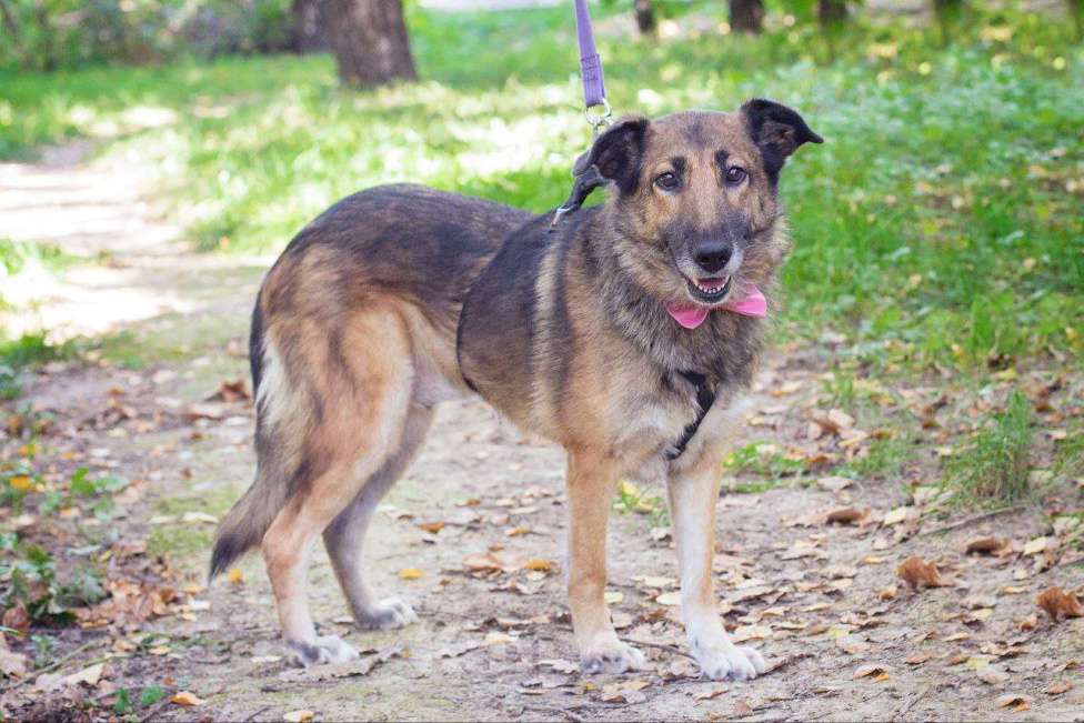 Собаки в Москве: Собака-улыбака Девочка, Бесплатно - фото 2