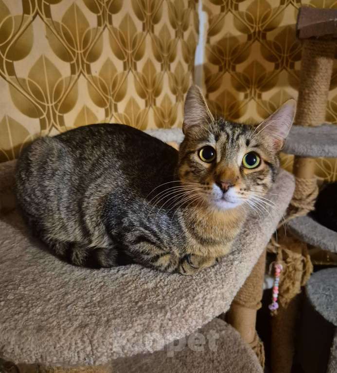 Кошки в Москве: Рафаэль художник ждет маму 7 месяцев Мальчик, Бесплатно - фото 7