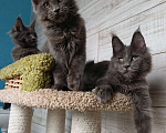 Кошки в Екатеринбурге: Котята мейн кун ласковые гиганты Мальчик, 35 000 руб. - фото 10