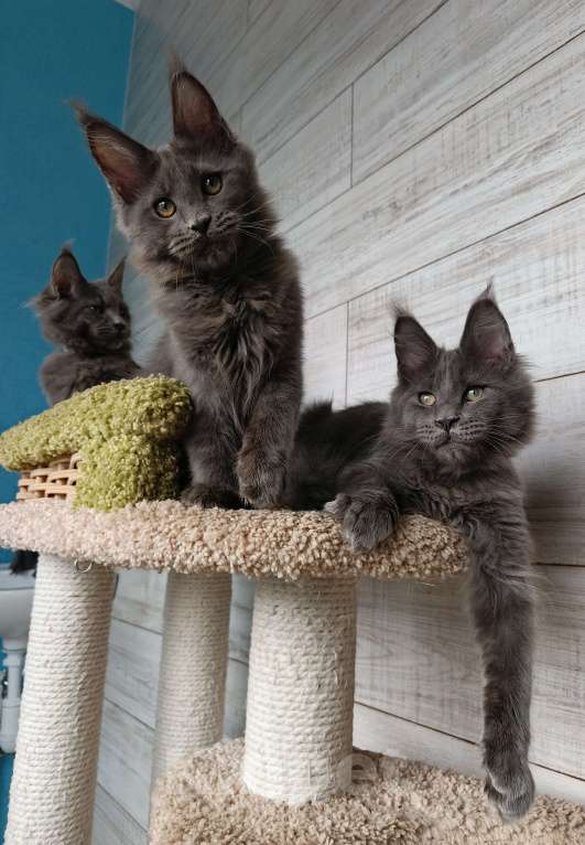 Кошки в Екатеринбурге: Котята мейн кун ласковые гиганты Мальчик, 35 000 руб. - фото 10