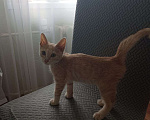Кошки в Самаре: Котенок в добрые руки Мальчик, Бесплатно - фото 1