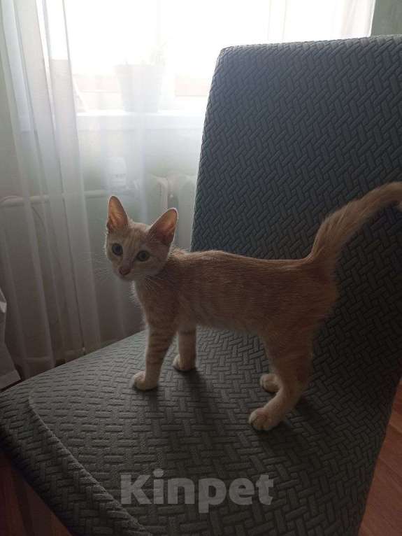 Кошки в Самаре: Котенок в добрые руки Мальчик, Бесплатно - фото 1