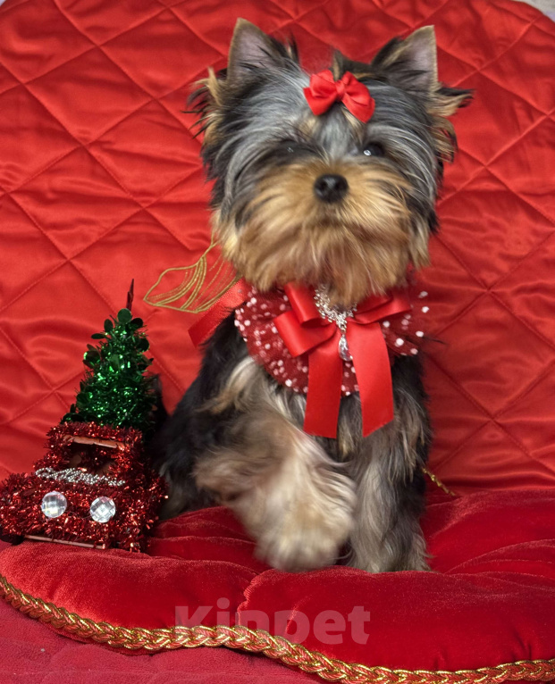 Собаки в Москве: Йоркширский терьер мальчик Мальчик, 55 000 руб. - фото 4