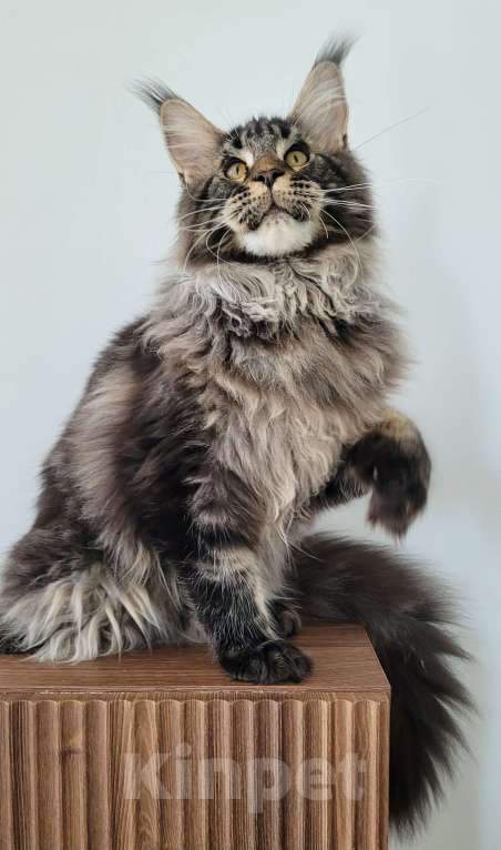 Кошки в Москве: Котенок чёрный мрамор Мальчик, 85 000 руб. - фото 8