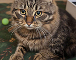 Кошки в Санкт-Петербурге: Яша ( лесной кот) Мальчик, Бесплатно - фото 1
