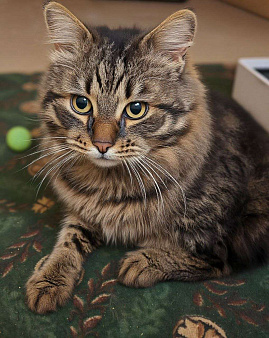 Яша ( лесной кот)