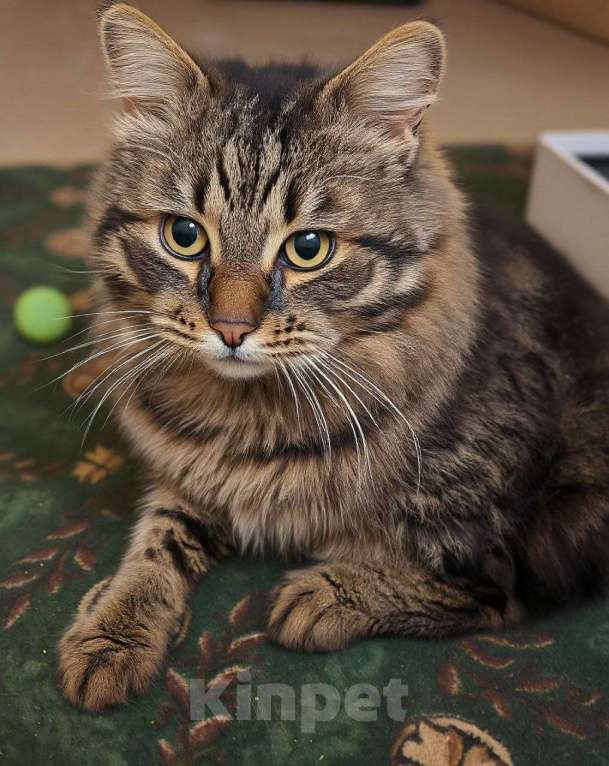 Кошки в Санкт-Петербурге: Яша ( лесной кот) Мальчик, Бесплатно - фото 1