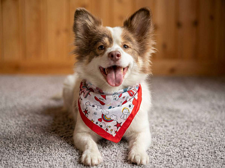 Прелестная собачка Лиза в добрые руки