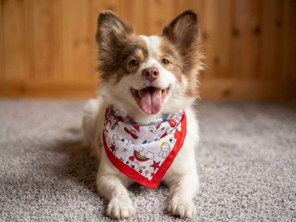 Собаки в Москве: Прелестная собачка Лиза в добрые руки Девочка, Бесплатно - фото 1