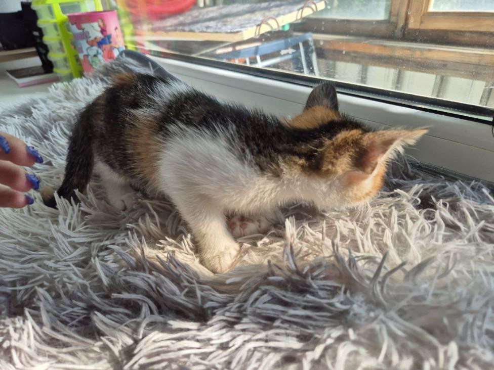 Кошки в Саратове: Котёнок Девочка, Бесплатно - фото 6