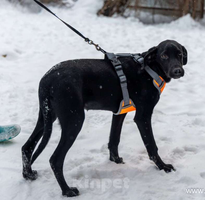 Собаки в Москве: Метис Лора ищет дом Девочка, Бесплатно - фото 5