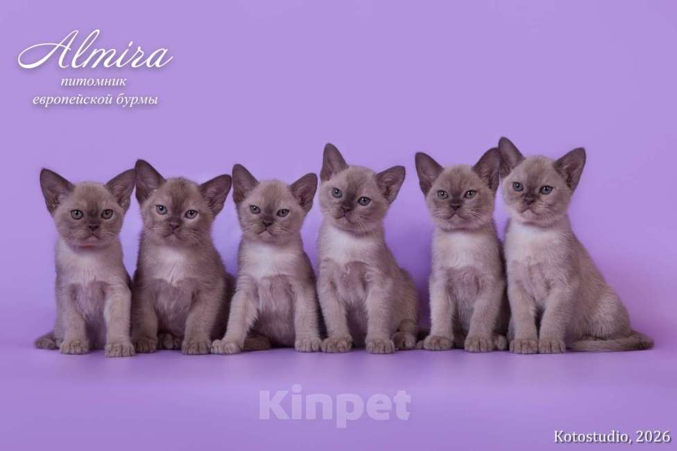 Кошки в Москве: Шоколадные котята питомника Almirа Разнополые, 70 000 руб. - фото 7