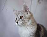 Кошки в Королеве: Котенок помета А; Мейн Кун, Айвенго. Мальчик, Бесплатно - фото 7