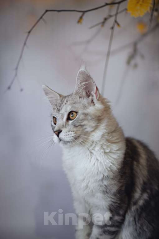 Кошки в Королеве: Котенок помета А; Мейн Кун, Айвенго. Мальчик, 40 000 руб. - фото 2