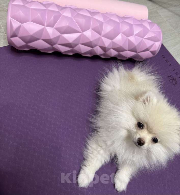 Собаки в Москве: Мила! Девочка, 20 000 руб. - фото 4