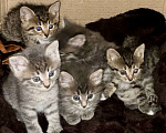 Кошки в Москве: Котята в добрые руки Девочка, Бесплатно - фото 4