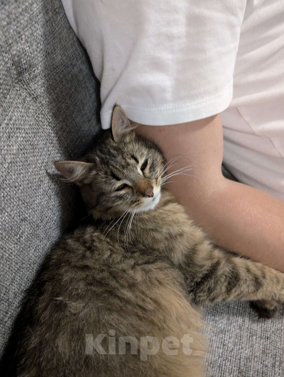 Кошки в Москве: Мем-кошка мурлыка Девочка, Бесплатно - фото 2