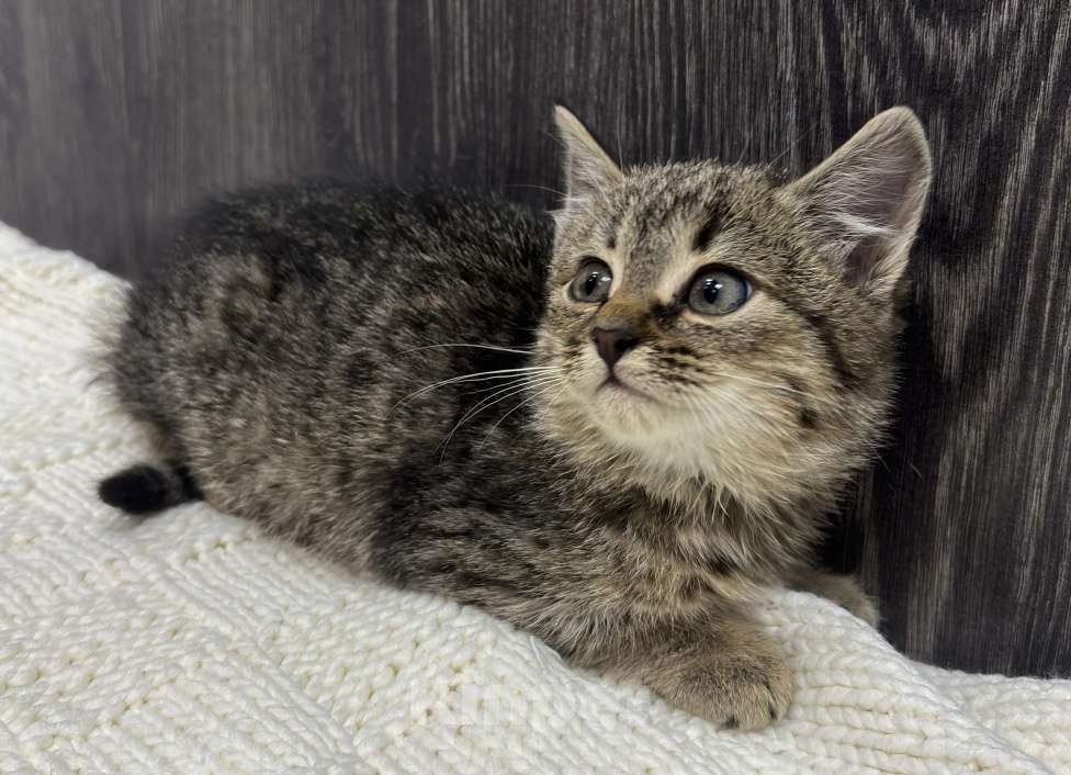 Кошки в Химках: Котенок Девочка, Бесплатно - фото 4
