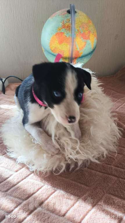 Собаки в Красногорске: Щенки Девочка, Бесплатно - фото 4