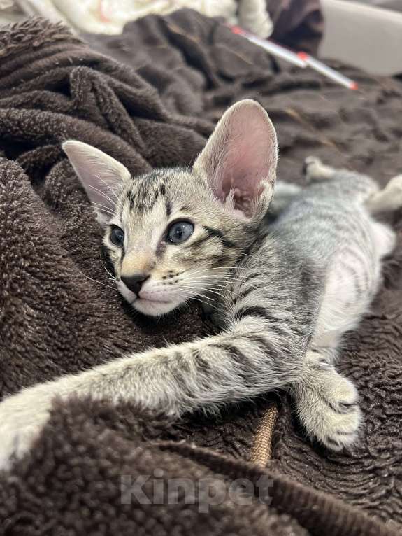 Кошки в Ростове-на-Дону: Ориентальный котёнок Мальчик, 25 000 руб. - фото 2