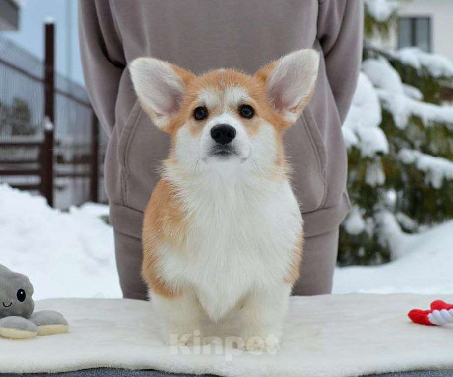 Собаки в Новосибирске: Высокопородный щенок вельш корги пемброк Девочка, Бесплатно - фото 2