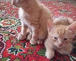Кошки в Нижнем Новгороде: Котик рыжик Мальчик, Бесплатно - фото 2