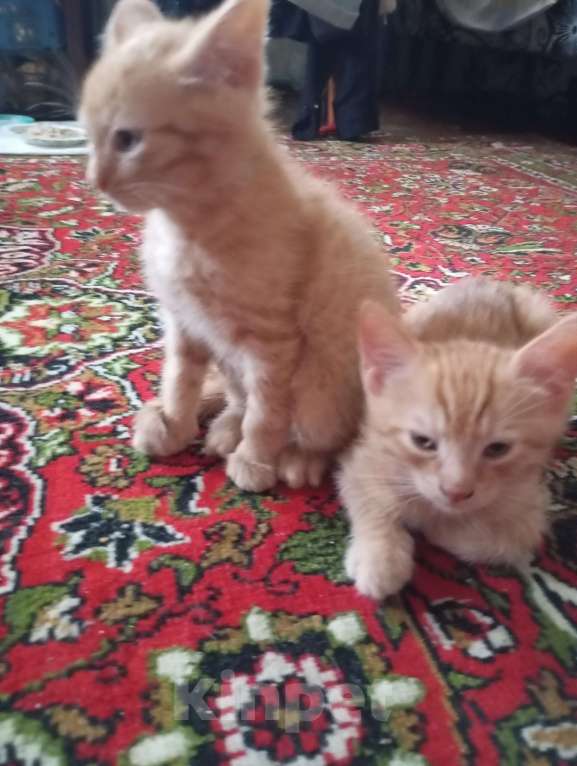 Кошки в Нижнем Новгороде: Котик рыжик Мальчик, Бесплатно - фото 2