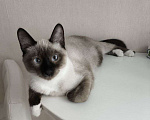 Кошки в Дубне: ПОТЕРЯЛСЯ КОТ! Мальчик, Бесплатно - фото 1
