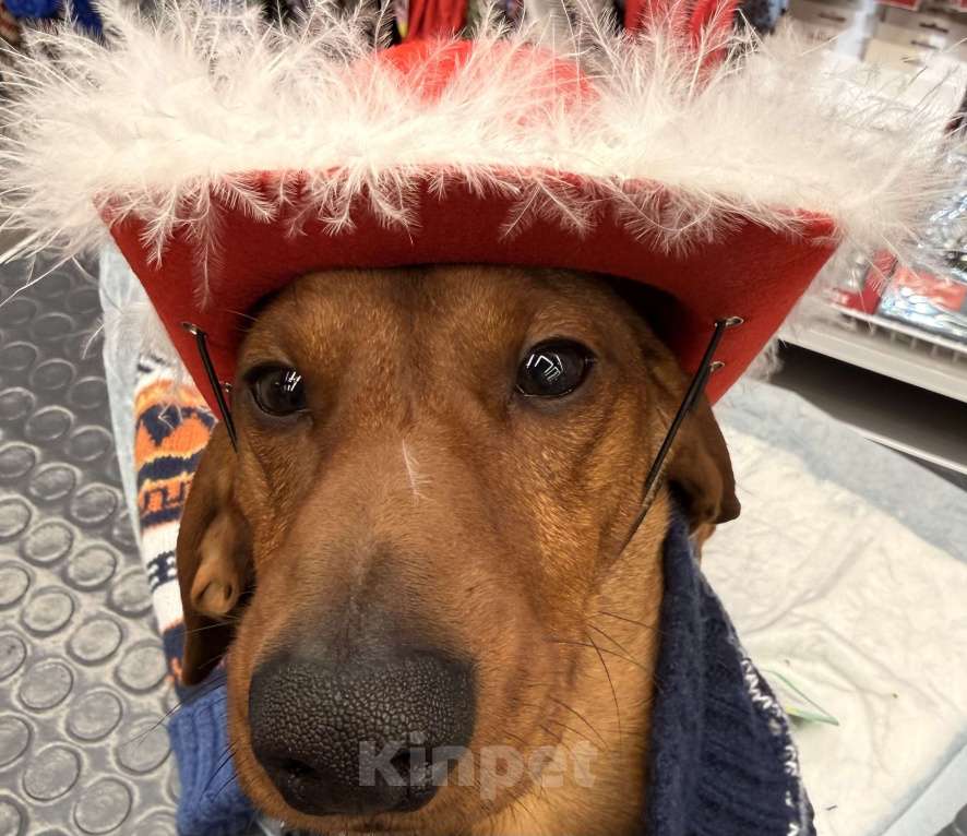 Собаки в Воронеже: Кобель для вязки❗️ Мальчик, 2 000 руб. - фото 9