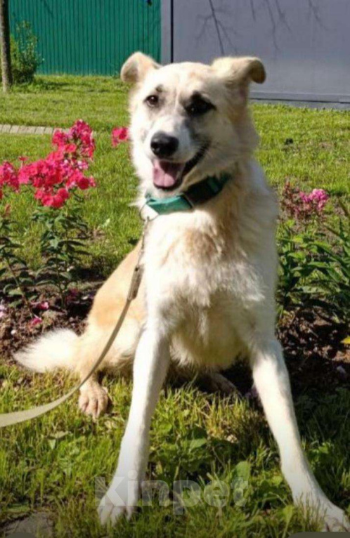 Собаки в Москве: Великолепная собачка ищет дом Девочка, Бесплатно - фото 1