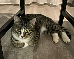 Кошки в Санкт-Петербурге: Котик полосатик подросток Виктор  Мальчик, Бесплатно - фото 4