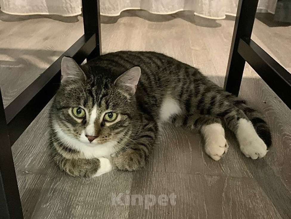Кошки в Санкт-Петербурге: Котик полосатик подросток Виктор  Мальчик, Бесплатно - фото 4