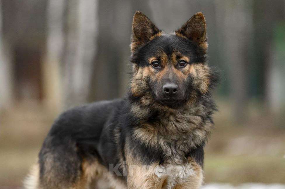 Собаки в Павловском Посаде: Женя ищет семья Мальчик, Бесплатно - фото 3