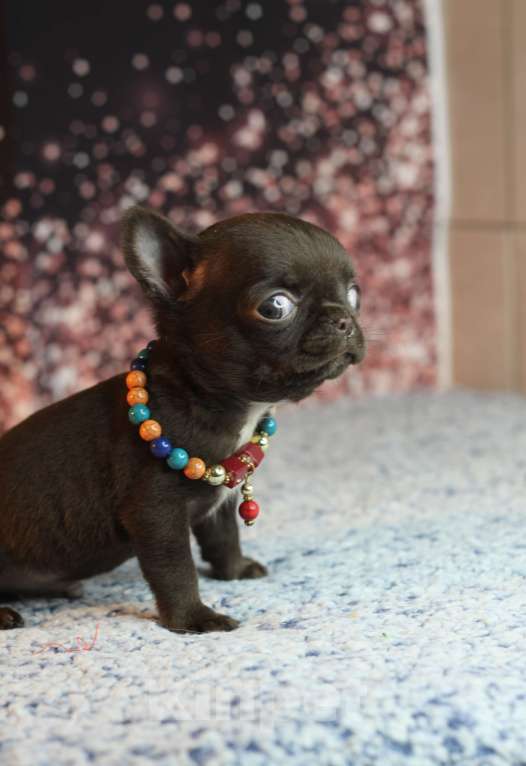 Собаки в Краснодаре: Мини шоколад Мальчик, 40 000 руб. - фото 1